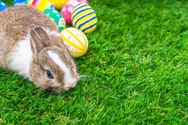 Foto gratuita conejo y huevos de pascua en la hierba verde