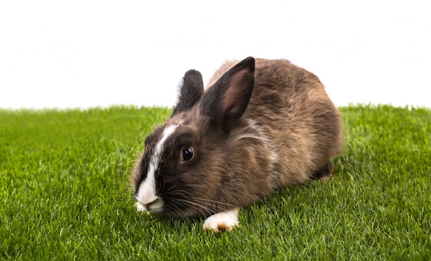 Foto gratuita conejo en el jardín