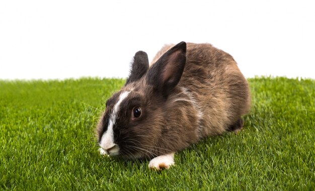 Conejo en el jardín