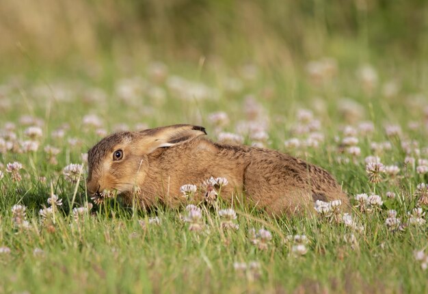 Conejo marrón adorable y esponjoso en el campo de hierba en la naturaleza