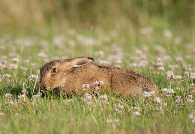 Conejo marrón adorable y esponjoso en el campo de hierba en la naturaleza