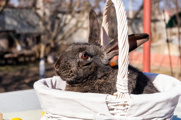 Conejo marrón de Pascua con ojos marrones en una canasta blanca de madera paisaje rural en el fondo