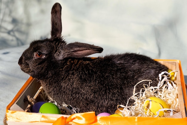 Conejo marrón de Pascua con ojos marrones mirando a la cámara desde una canasta blanca de madera