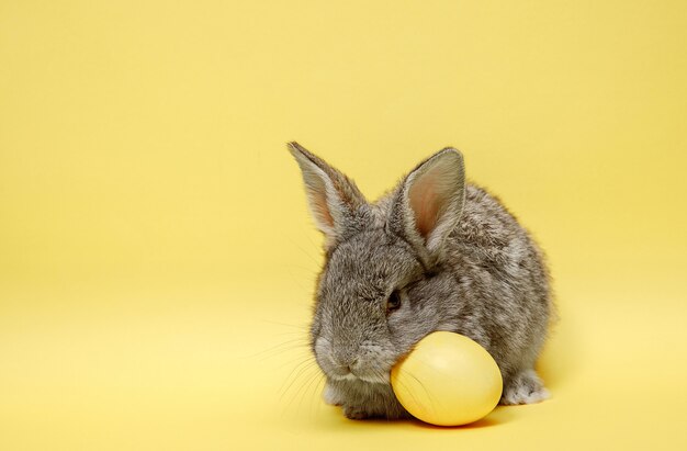 Conejo de Pascua con huevo pintado sobre fondo amarillo. Concepto de Pascua, animales, primavera, celebración y vacaciones.