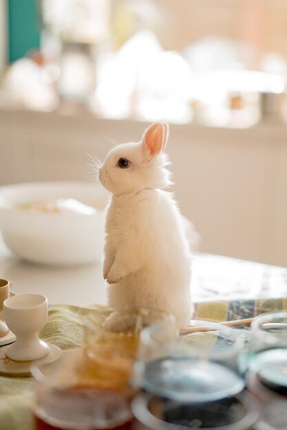 Conejo de Pascua, huevos de colores, preparación para las vacaciones de Pascua.