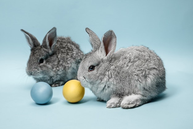 Conejo de Pascua con huevos pintados sobre fondo azul. Concepto de Pascua, animales, primavera, celebración y vacaciones.