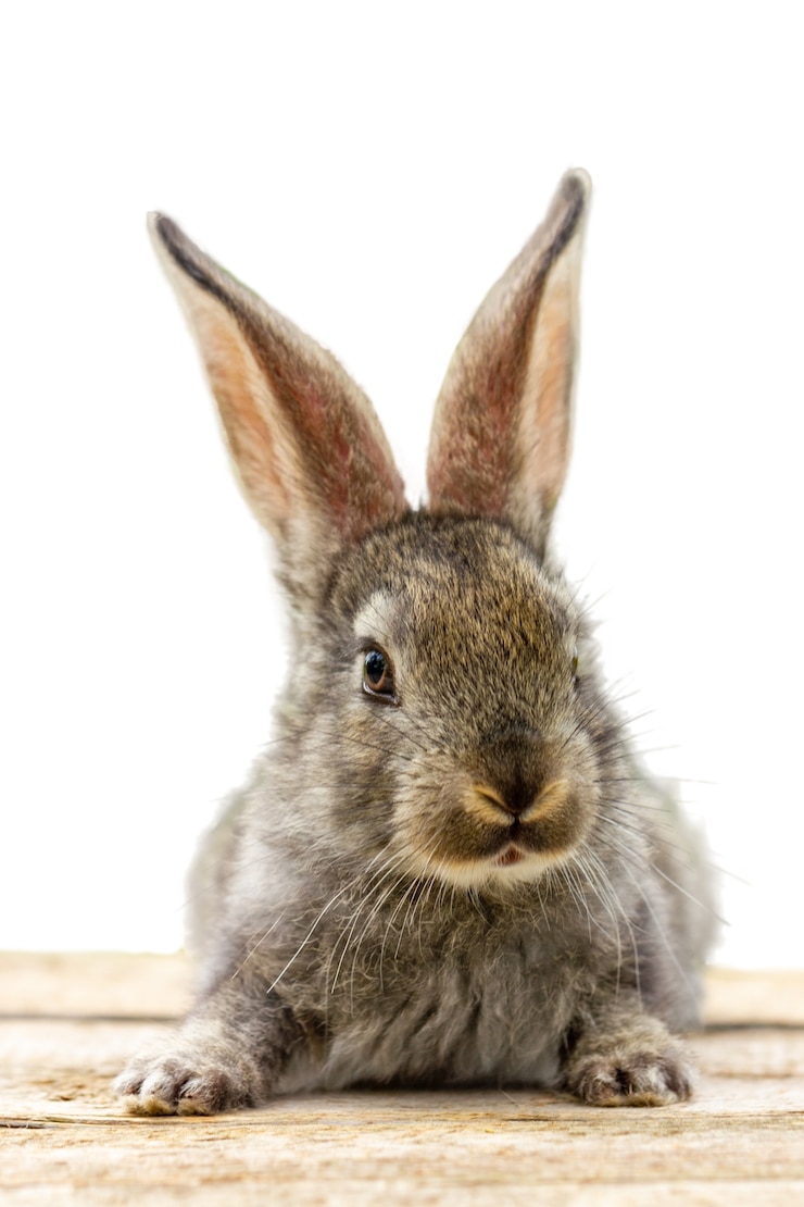 Foto gratuito conejo peludo y lindo aislado