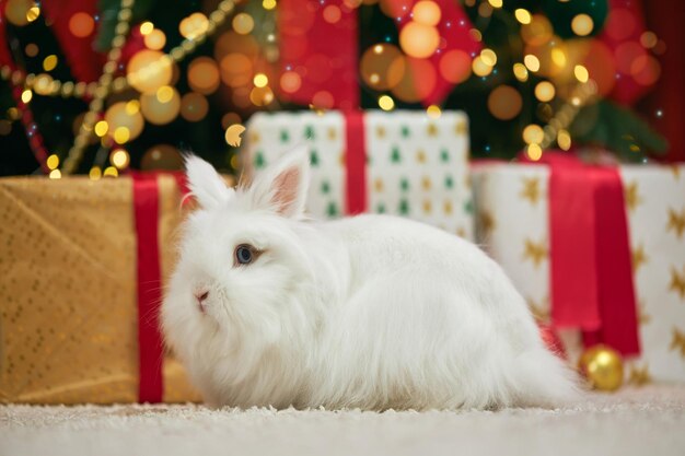 Conejo peludo con ojos azules sentado sobre una alfombra blanca