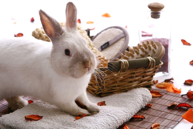 Conejo con productos de spa en blanco