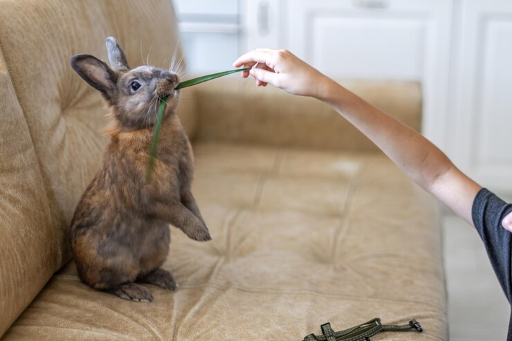Foto gratuito conejo rojo en el sofá concepto de mascotas vacaciones de pascua