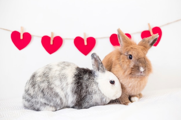 Conejos cerca de colección de corazones de adorno en giro