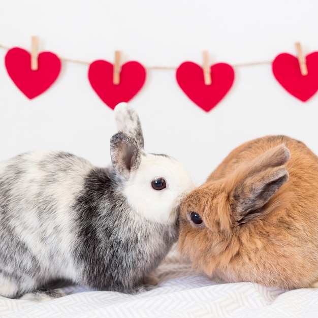 Conejos cerca de conjunto de corazones de adorno en giro