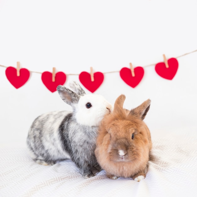 Conejos cerca de la fila de corazones de adorno en giro