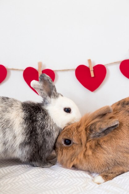 Conejos cerca de hilera de corazones decorativos en hilo.