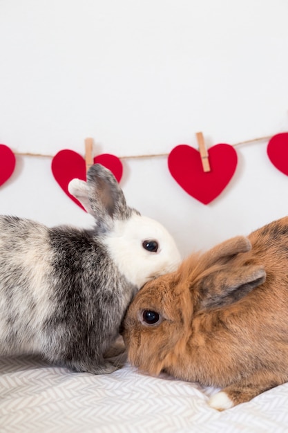Conejos cerca de hilera de corazones decorativos en hilo.