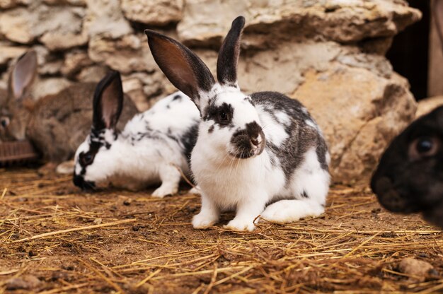 Conejos en crecimiento de estilo de vida de la vida rural