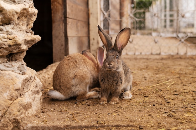Conejos en crecimiento de estilo de vida de la vida rural