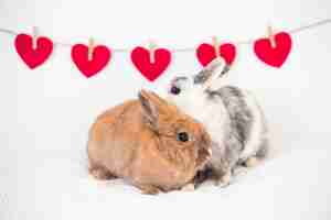 Foto gratuita conejos junto a hilera de adornos de corazones en hilo