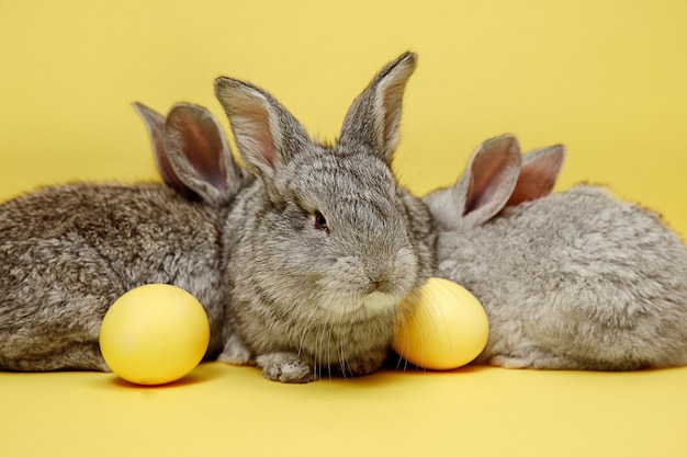 Foto gratuita conejos de pascua con huevos pintados en amarillo