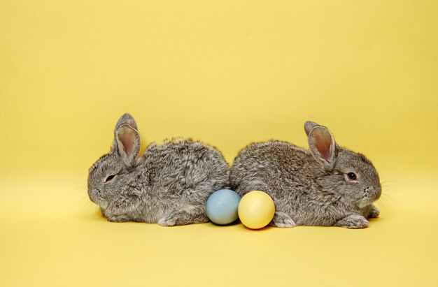 Conejos de Pascua con huevos pintados sobre fondo amarillo. Concepto de Pascua, animales, primavera, celebración y vacaciones.