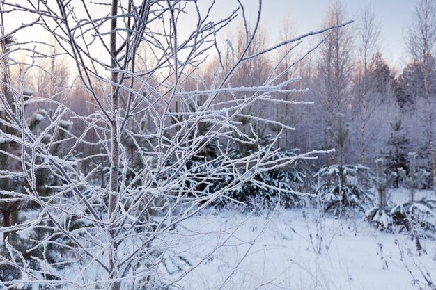 Congelado rama de árbol