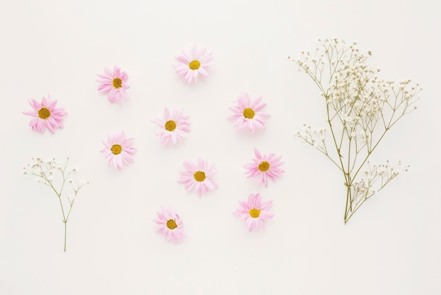 Conjunto de capullos de flor rosa margarita cerca de ramitas de plantas