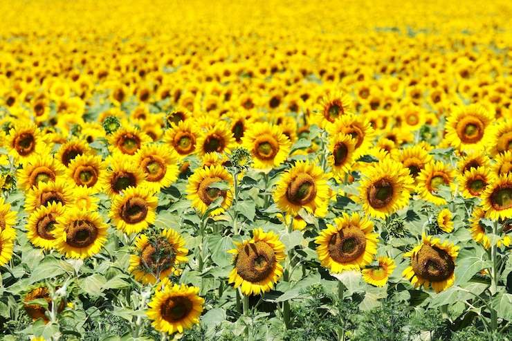 Foto gratuito conjunto de girasoles
