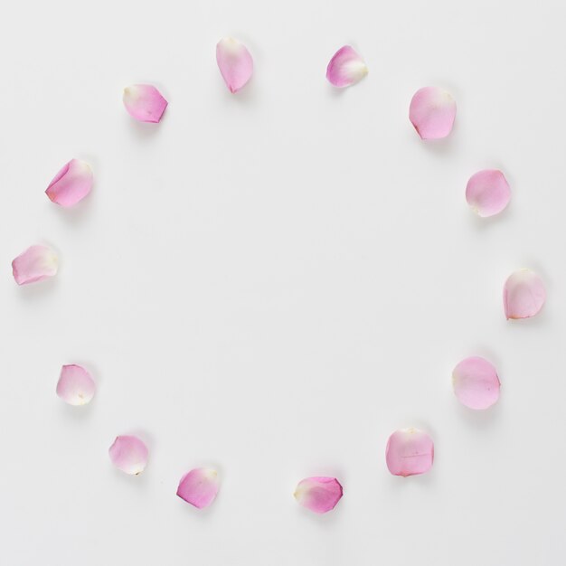 Conjunto de pétalos de rosas frescas en forma de círculo