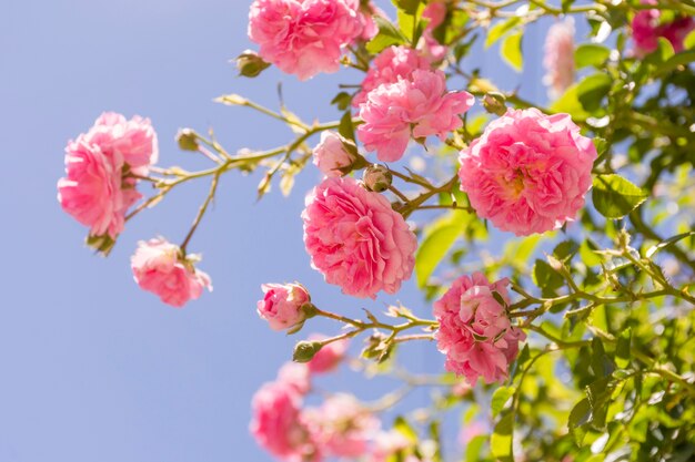 Conjunto de primer plano de rosas rosadas al aire libre