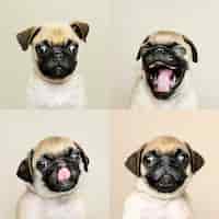 Foto gratuita conjunto de retratos de un adorable cachorro de pug