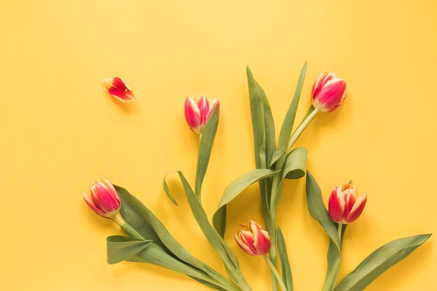 Conjunto de tulipanes frescos con hojas verdes