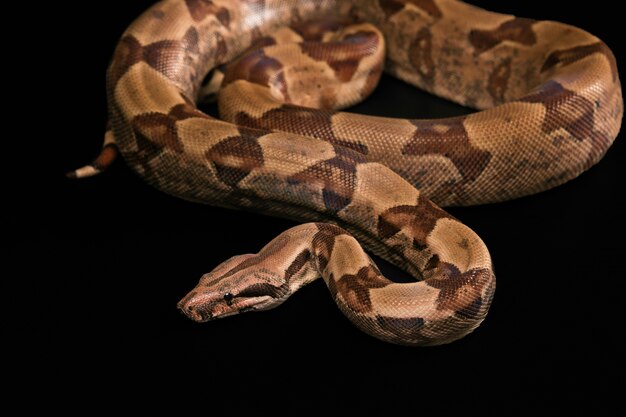 Constrictores de boa aislados sobre fondo negro