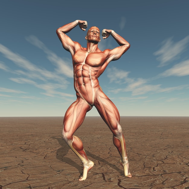 Constructor de cuerpo masculino 3D con mapa muscular en paisaje árido