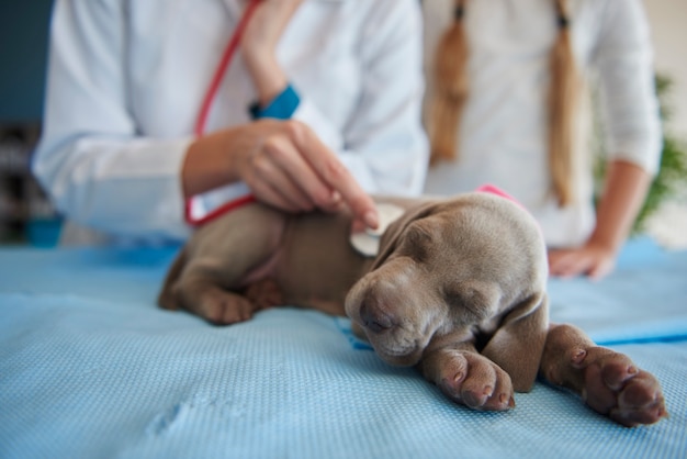 Foto gratuita control de rutina de la salud del cachorro