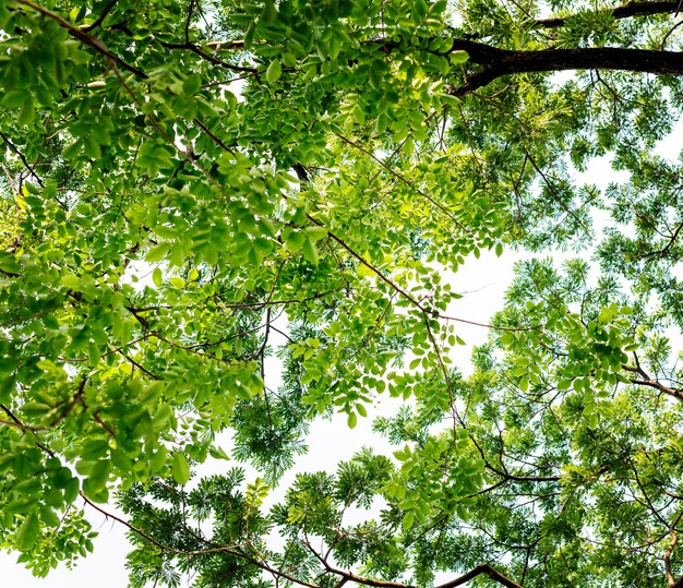 Las copas de los árboles en el bosque.