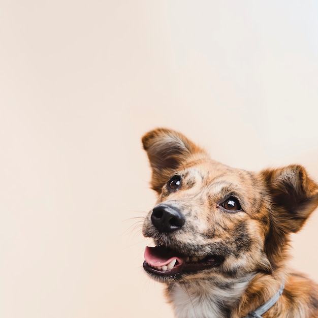 Foto gratuita copia espacio lindo perro mirando a cámara