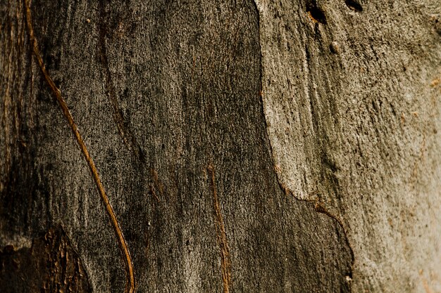 Copia espacio textura de árbol oxidado de madera