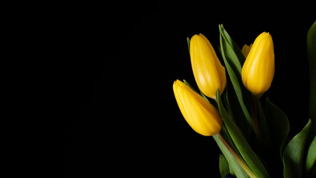 Copia espacio tulipanes amarillos