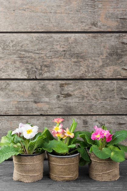 Copiar espacio macetas de flores