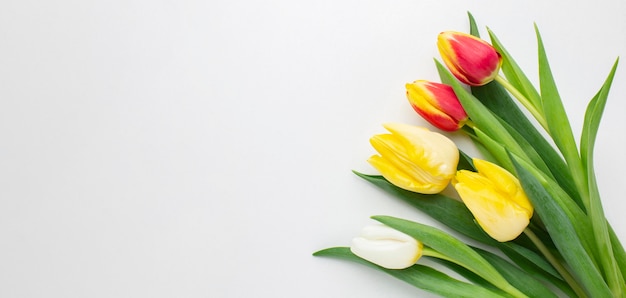 Copiar espacio tulipanes flores