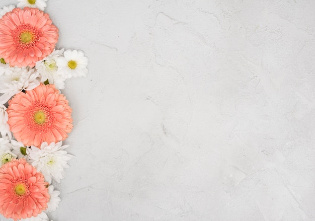 Copie el fondo del espacio con margaritas y flores de gerbera