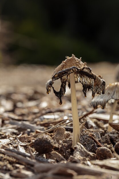 Coprinopsis aff. cinerea, pelusa gris, hongo