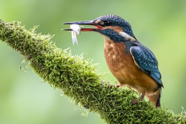 Coraciiformes con plumas de colores sosteniendo un pez con su pico sobre un fondo borroso