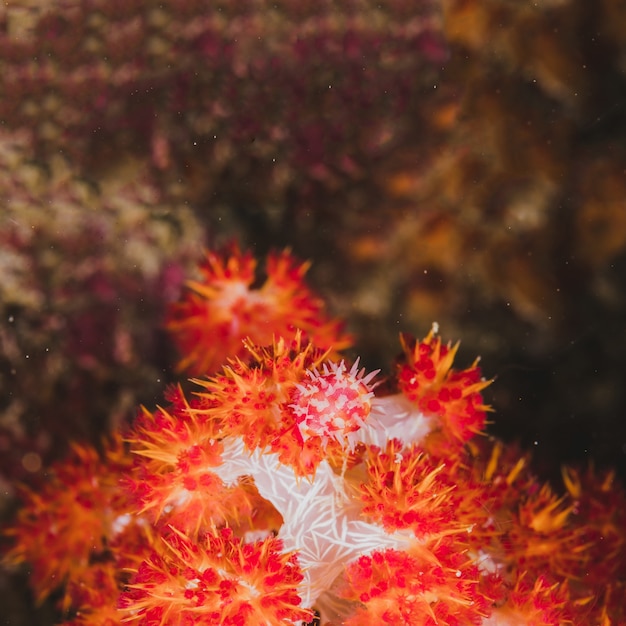 Coral rojo en un formato cuadrado