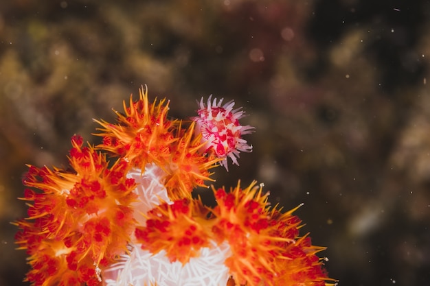Coral rojo con picos