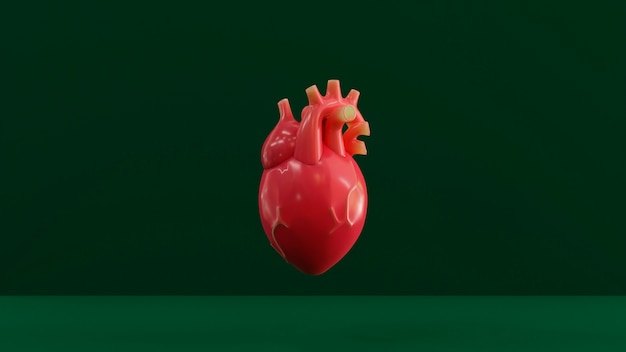 Corazón anatómico rojo con fondo verde.