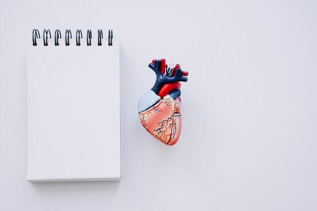 Corazón realista y libreta en blanco