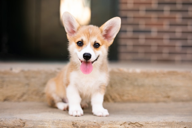 Corgi Bebe Espera A Alguien Foto Premium