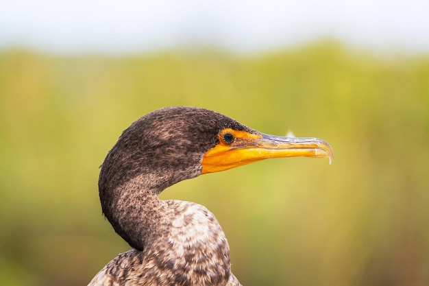 Foto gratuita cormorán