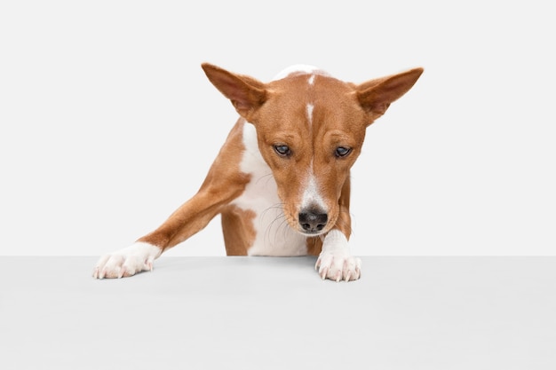 Corriendo. Lindo perrito dulce de Basenji lindo perro o mascota posando con bola aislada en la pared blanca. Concepto de movimiento, amor de mascotas, vida animal. Parece feliz, gracioso. Copyspace para anuncio.